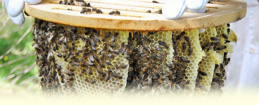 Miel bio d'abeille noire 