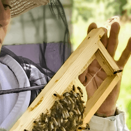 apiculture respectueuse