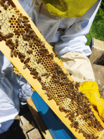 producteur local bio miel