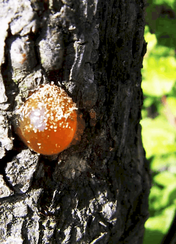 propolis bio france