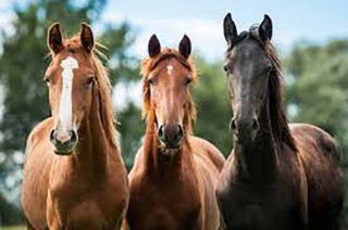Soin bio cheval